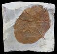 Detailed Fossil Leaf (Zizyphoides) - Montana #59775-1